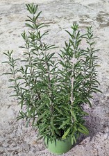 1 Vaso Rosmarino Eretto Ø 14