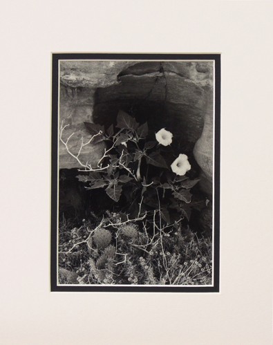 Ansel adams datura fiori - ansel,