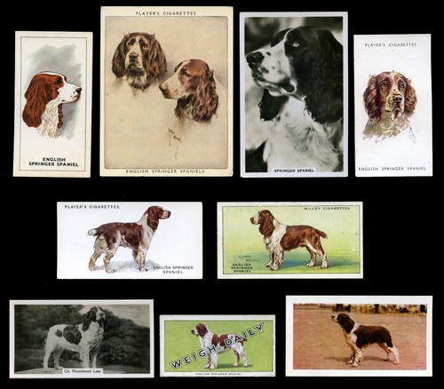 English springer spaniel - english, dog