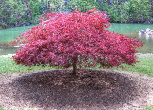 Acero rosso giapponese - , acer