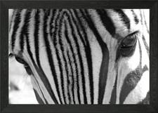 Zebra ti sta guardando poster