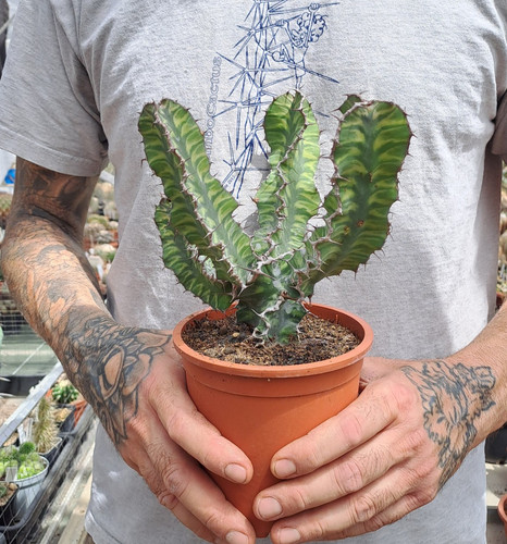 Euphorbia grandialata striped - grandialata,