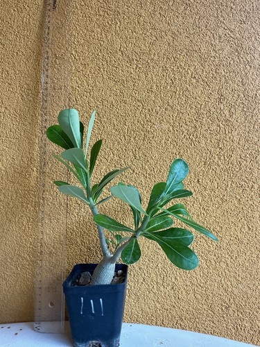 Adenium obesum ramificato