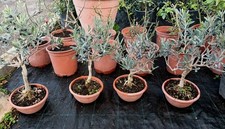 Pianta ulivo bonsai ciotola - ulivo,