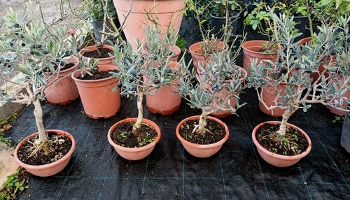 Pianta ulivo bonsai ciotola - pianta, di