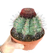 Melocactus nagyi (20 km a est di Pilon, CUBA) - Cactus turco con cappuccio di Nagys | N