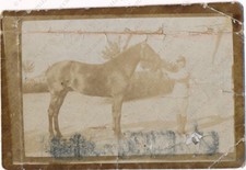 Soldato cavallo CAVALLERIA