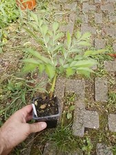 Amorphophallus Albus x konjak  Vaso 7  - BULBO