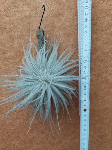 Tillandsia tectorum rilegato - tillandsia,