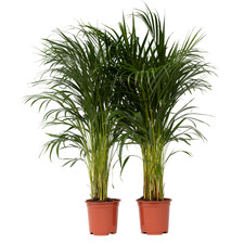Plant in a Box 2 Palma Areca Dypsis lutescens 100cm Palma da interno