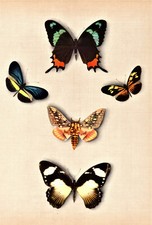 stampe antiche originali