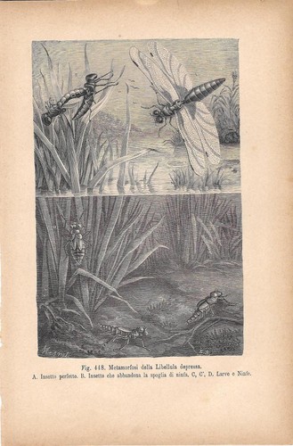 Metamorfosi della libellula - della,