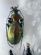 1 ex. Carabus (Neoplectes)