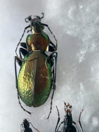 Carabus - , (neoplectes)
