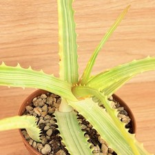 Aloe arborescens f. variegata
