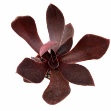 Echeveria aurantiaca 100 seeds - 100,