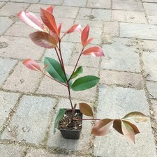 Photinia red robin 40/50 Cm