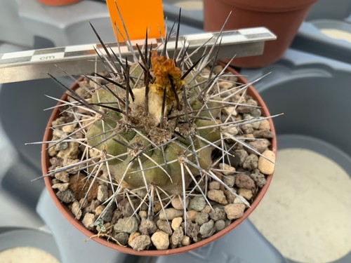 443 copiapoa spec lost - 443, label