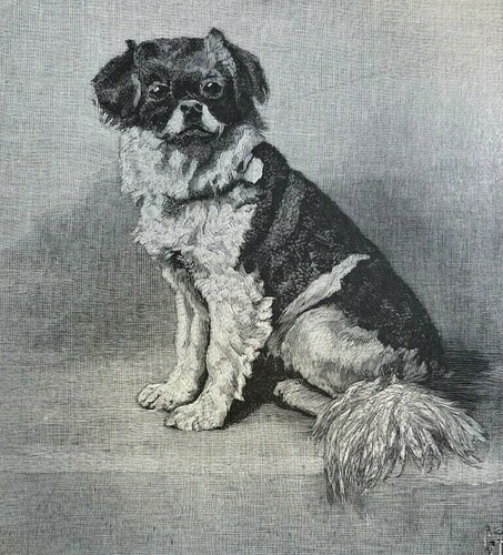 1901 giocattolo cani inglese - cani,