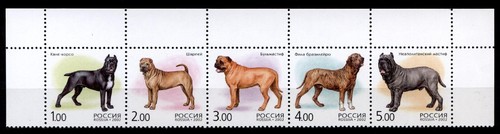 Cane corso shar - cane, corso,shar-pei,mastino