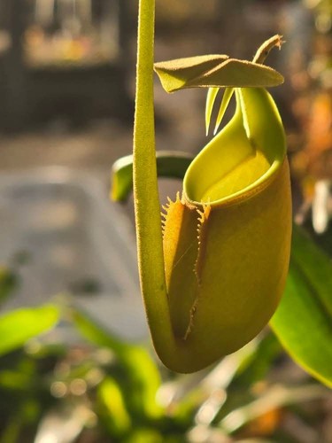 Nepenthes bicalcarata rare - nepenthes, bicalcarata-rare