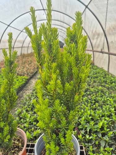 Pianta vera taxus - vera, media