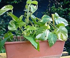 Pothos pianta bicolore - pothos,
