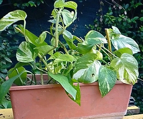 Pothos pianta bicolore - pothos,