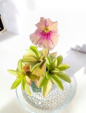 'Razzberry Blonde' Pinguicula