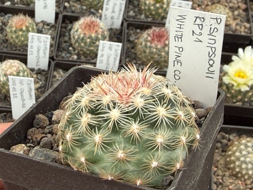 Pediocactus simponii - rp,