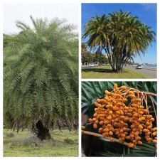 PACCHETTO DI PALME DA DATTERO