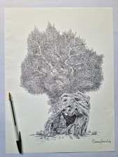 Ulivo salentino disegno con - ulivo,