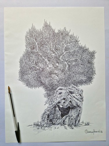 Ulivo salentino disegno - ulivo,