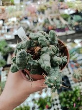 Echinocereus pentalophus