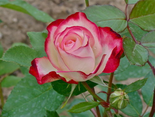 Semi rosa double delight - 25, di