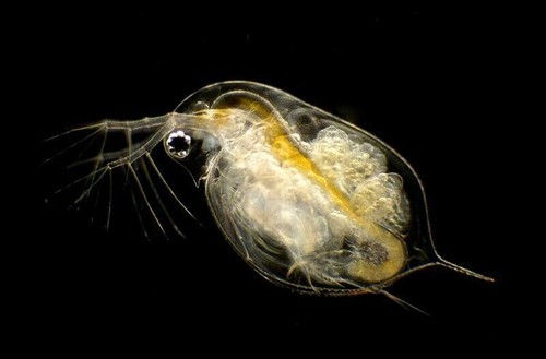 Daphnie daphnia magna - daphnie,
