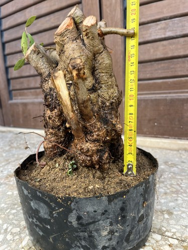 Phillirea bonsai pianta - phillirea, ,