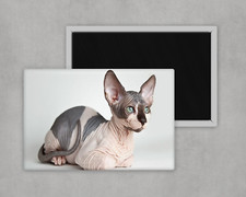 Sphynx Cat - Calamita frigo