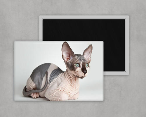 Sphynx cat calamita frigo - calamita,