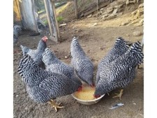 Uova FECONDE FERTILI di  AMROCK AUSTRALORP ROBUSTA LIONATA  LIVORNESE