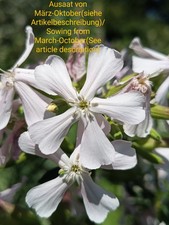 Erba saponata saponaria - erba,