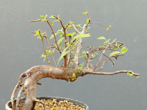 Bonsai olmo campestre 30x10cm - bonsai,