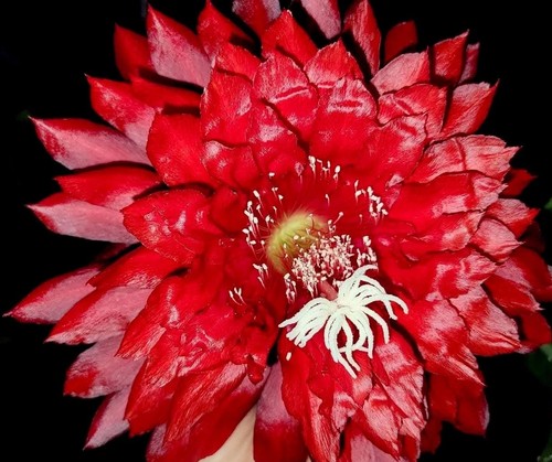 Epiphyllum kiwi playboy vendo - playboy,,