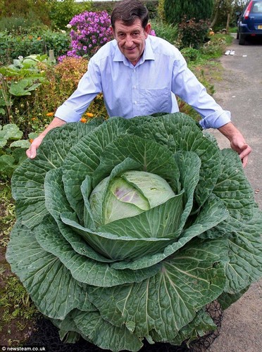 Raro cavolo russo gigante - cavolo, *