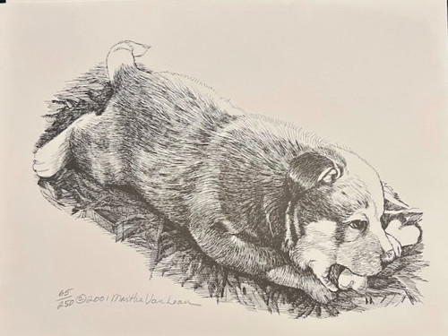 Australian cattle dog martha - dog,
