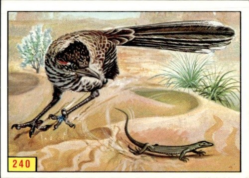 Figurina uccelli panini - figurina, ed.panini