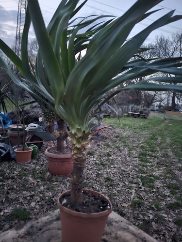 Yucca recurvifolia - 🌴yucca, /