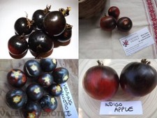 Confezione Pomodoro Blu