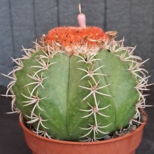 Melocactus matanzanus (Brazil)