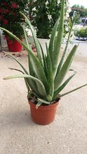 PIANTA DI ALOE VERA VASO CM 17 COLTIVATA SENZA CONCIMI CHIMICI
